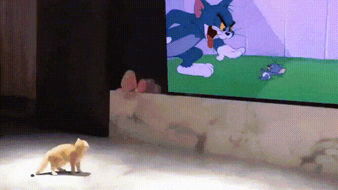 17558764196452.gif
